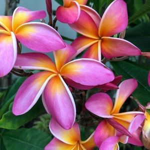 Meet your Posher, Ellie